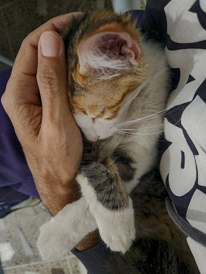 A cozy cat sleeps peacefully in a person's arm, creating a heartwarming scene.