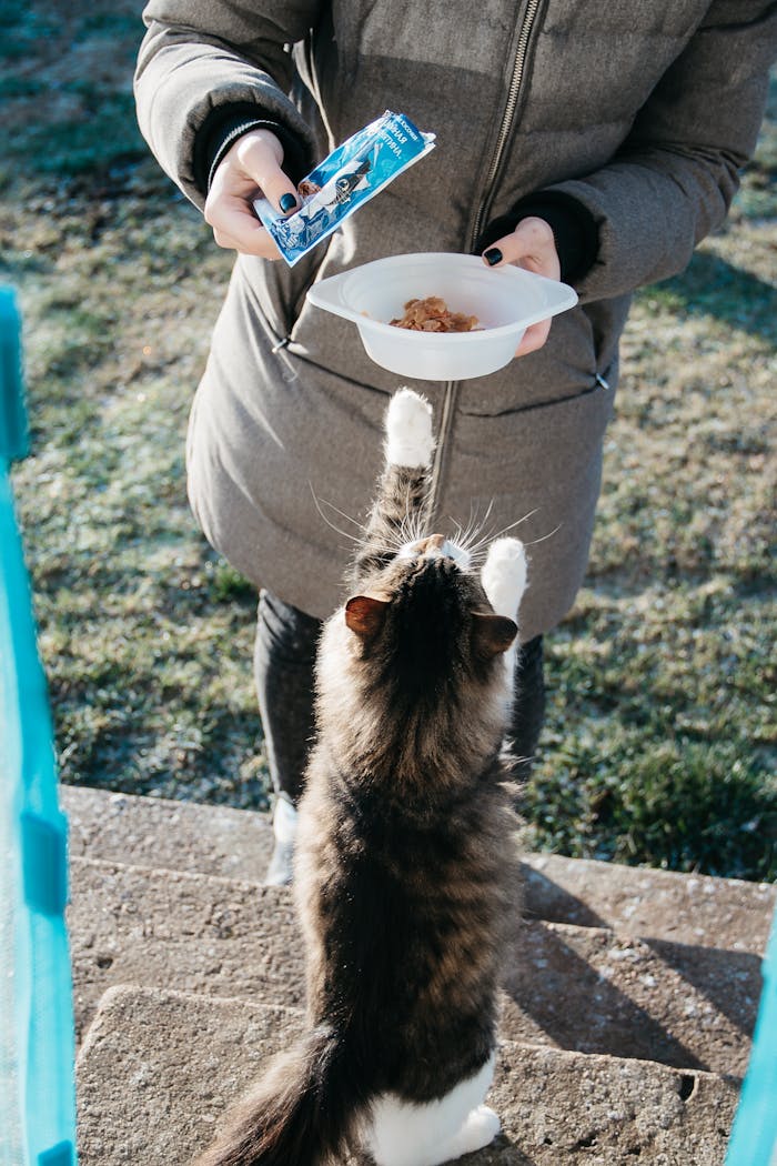 A woman in a coat feeds a playful tabby cat outdoors on a sunny day.