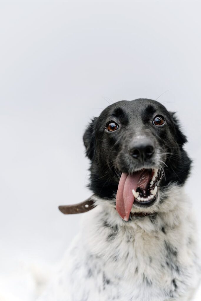 Adorable black and white dog with tongue out, wearing a collar against a white background.