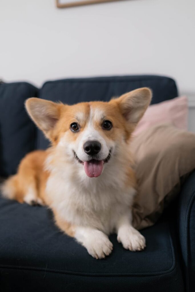 Happy corgi dog with tongue out, sitting on a cozy couch indoors.